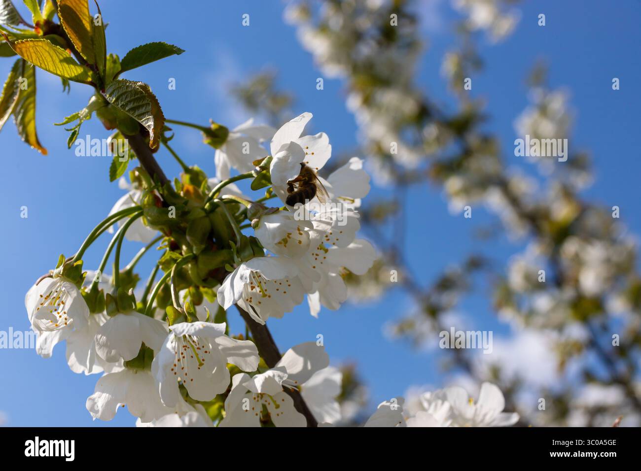 Foyer sélectif de belles branches de cerisiers en fleurs sur l'arbre sous ciel bleu, belles fleurs Sakura pendant la saison de printemps dans le parc, Floral Banque D'Images
