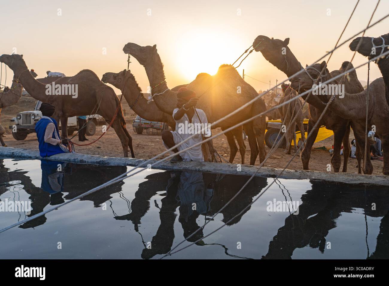 Pushkar Camel Fair, 2024, Rajasthan, Inde Banque D'Images