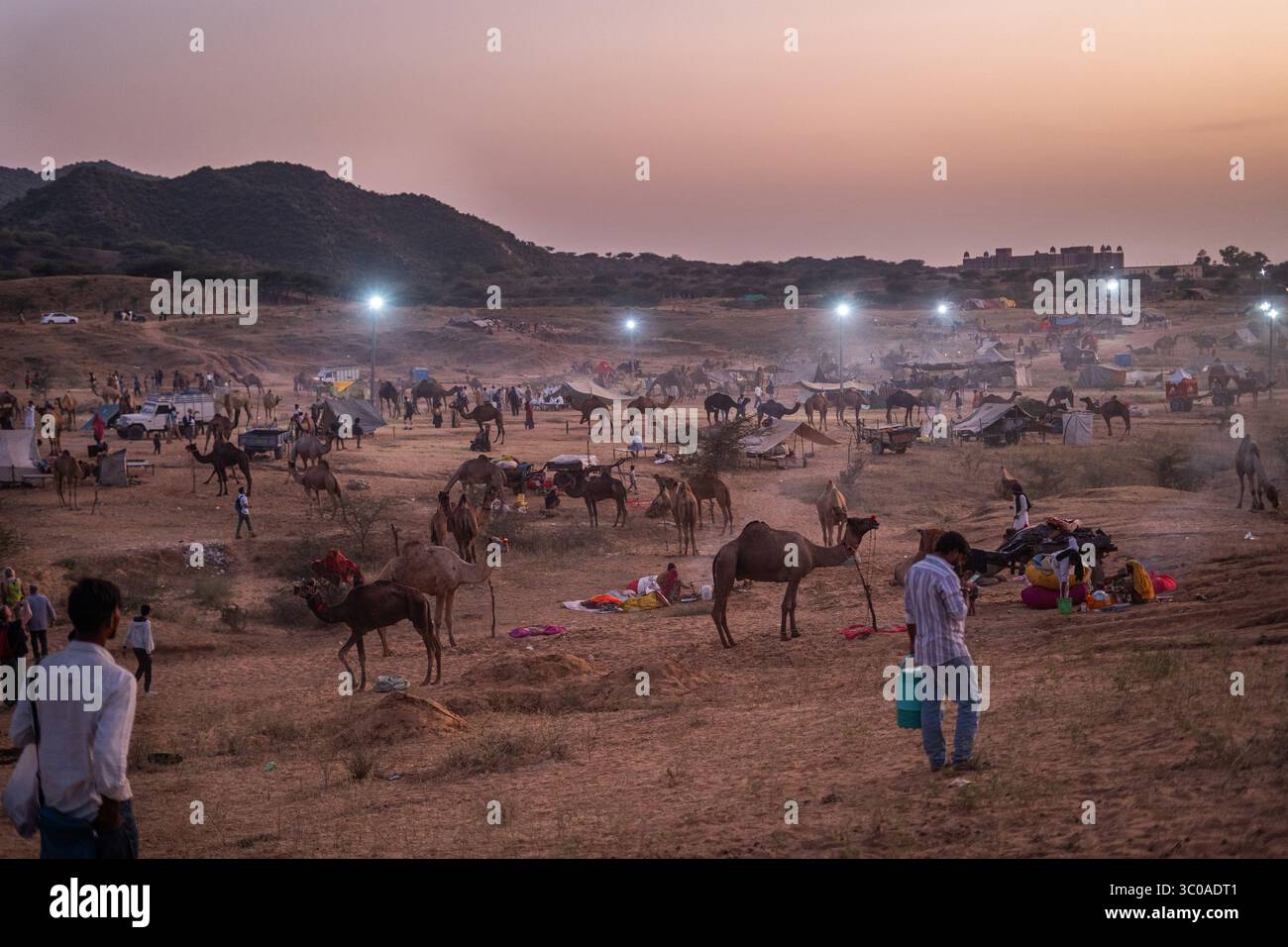 Pushkar Camel Fair, 2024, Rajasthan, Inde Banque D'Images