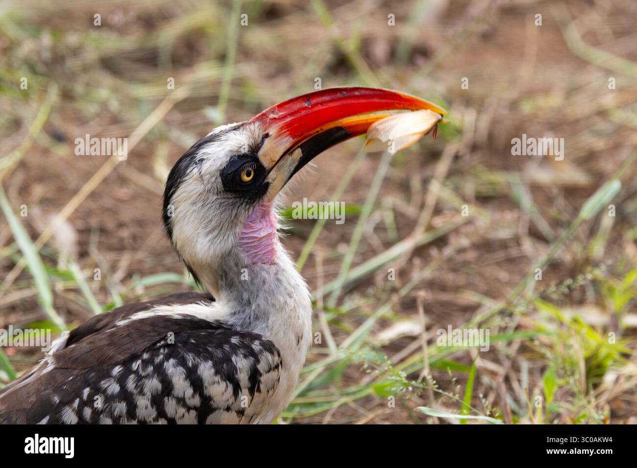 Un Hornbill à bec rouge de Ruaha profite d'une surabondance d'alates de termites nutritifs lorsqu'ils émergent après une forte averse. Banque D'Images