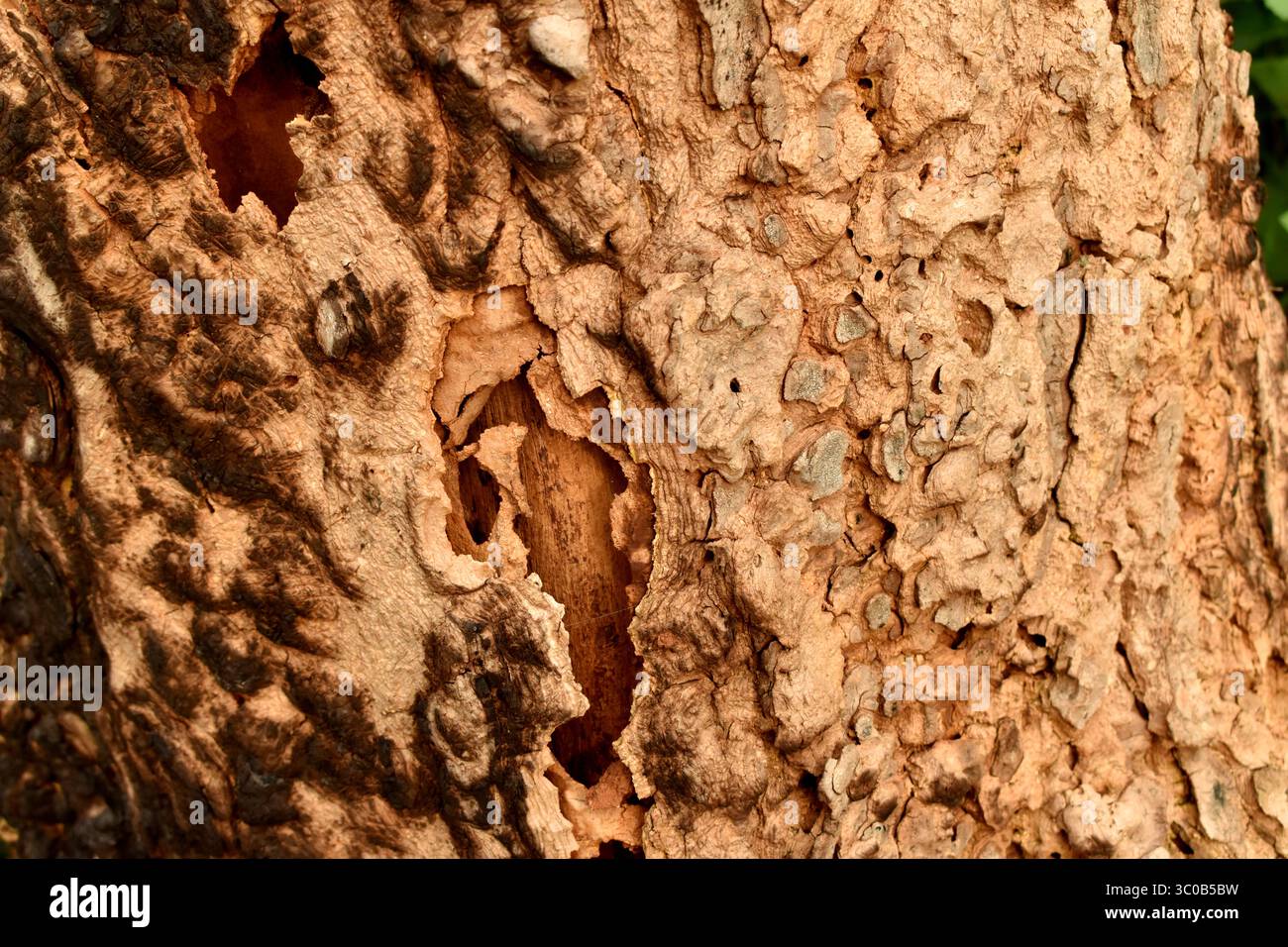 fond de texture de motif abstrait de tronc d'arbre Banque D'Images