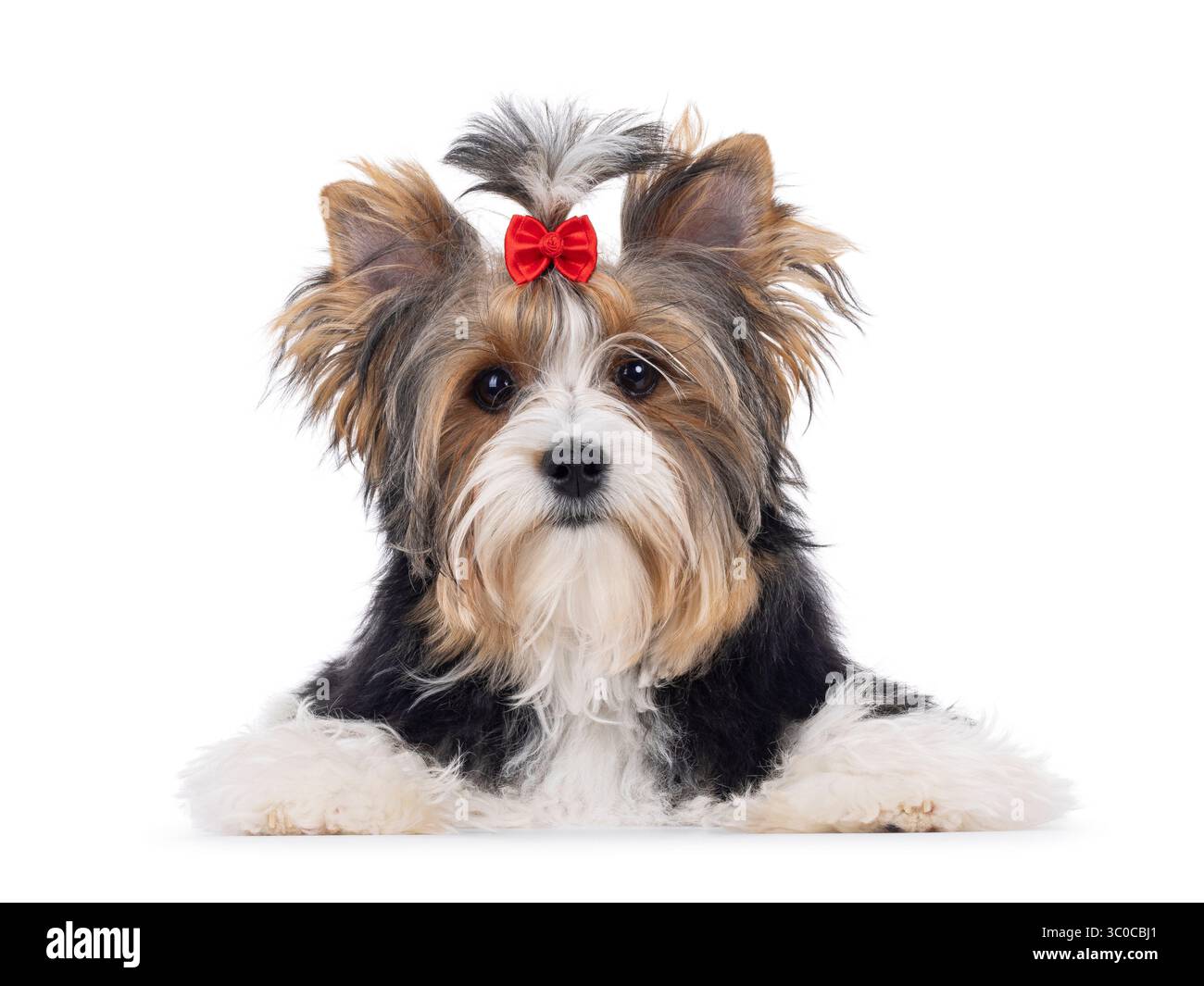 Chien jeune adulte mignon Biewer Yorkshire Terrier, allongé face à l'avant. Cheveux attachés avec un noeud papillon rouge. Je regarde directement la caméra. Isolé sur un whit Banque D'Images
