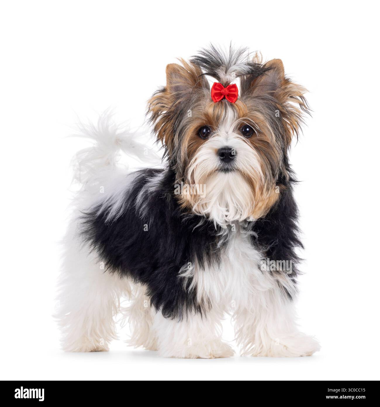 Mignon jeune adulte Biewer Yorkshire Terrier chien, debout sur le côté. Cheveux attachés avec un noeud papillon rouge. Je regarde directement la caméra. Isolé sur un dos blanc Banque D'Images