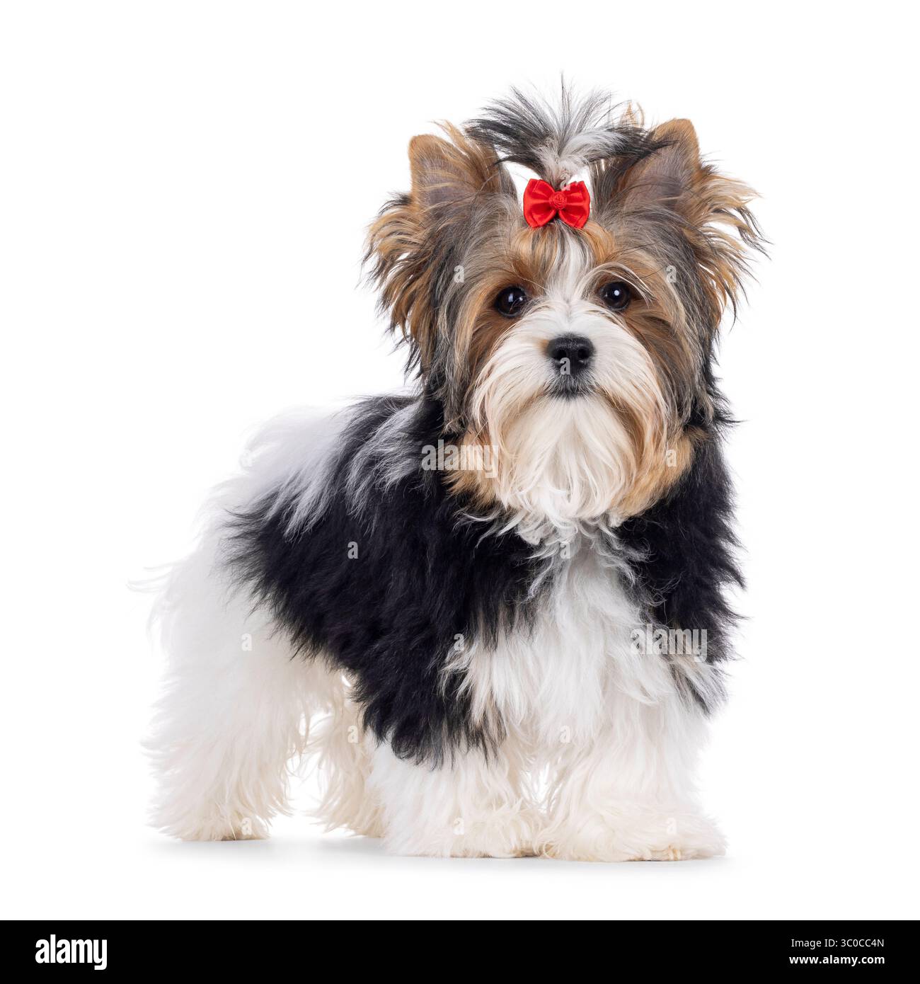 Mignon jeune adulte Biewer Yorkshire Terrier chien, debout sur le côté. Cheveux attachés avec un noeud papillon rouge. Je regarde directement la caméra. Isolé sur un dos blanc Banque D'Images