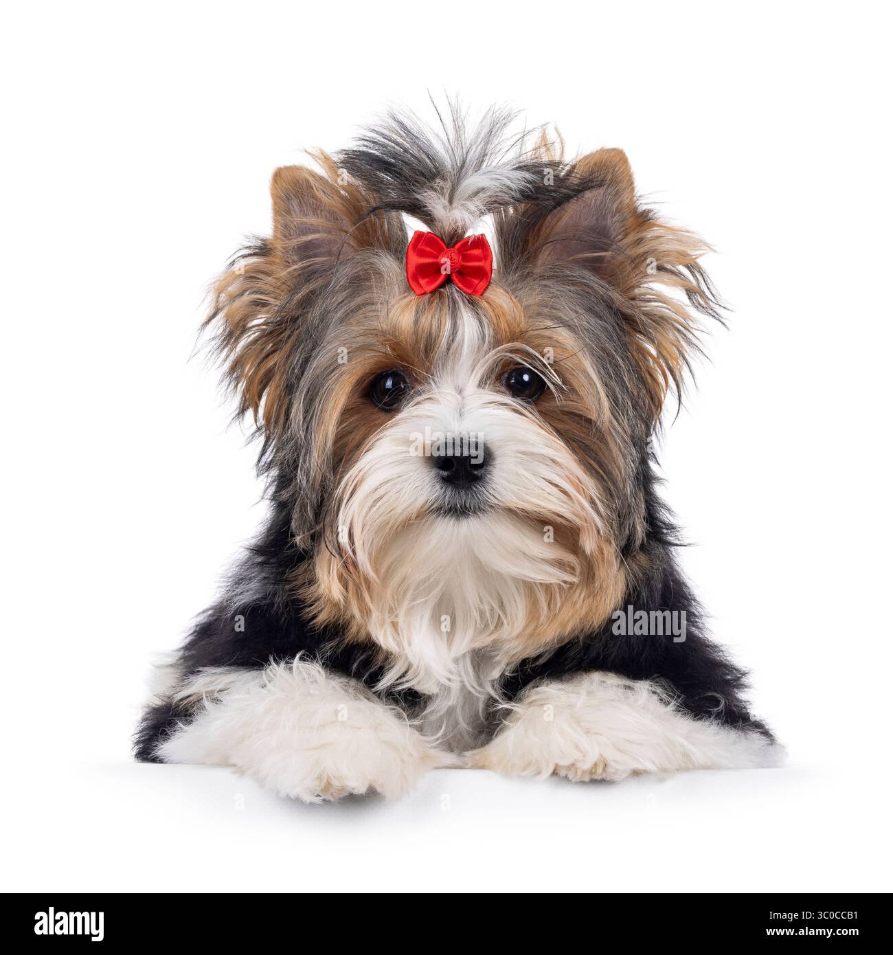 Chien jeune adulte mignon Biewer Yorkshire Terrier, allongé face à l'avant. Cheveux attachés avec un noeud papillon rouge. Je regarde directement la caméra. Isolé sur un whit Banque D'Images