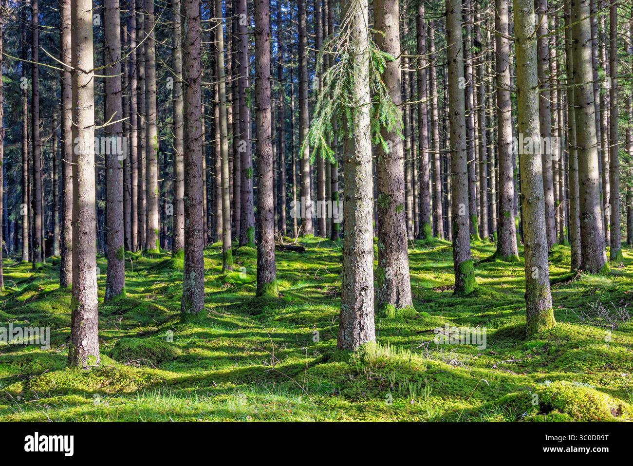 Des troncs d'arbres dans une forêt de conifères avec de la mousse verte couvraient le sol Banque D'Images