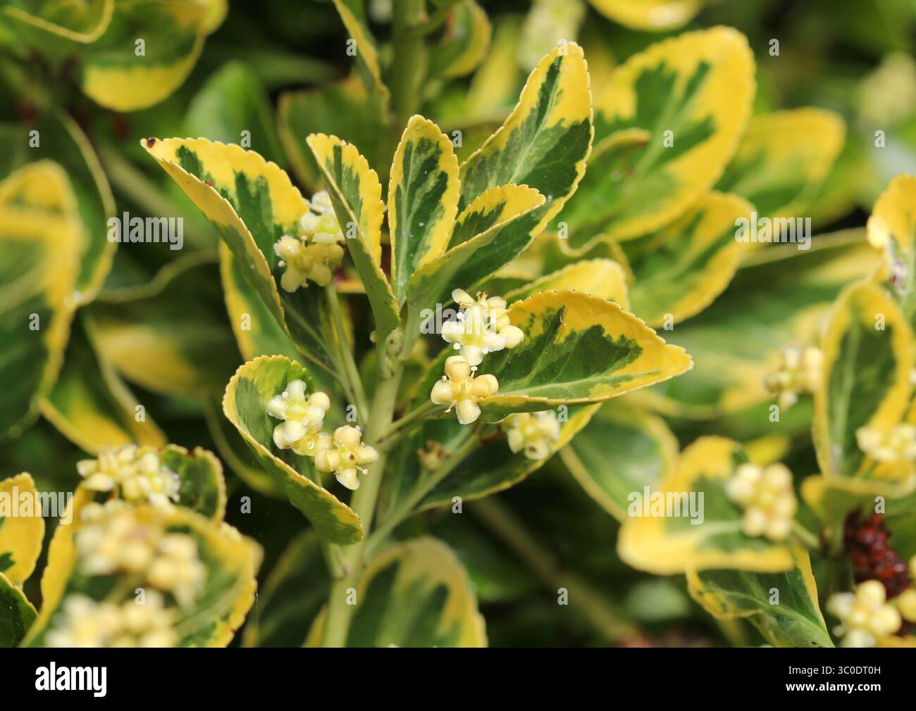 Un gros plan d'un Euonymus doré panaché en fleur en été. ROYAUME-UNI. Banque D'Images
