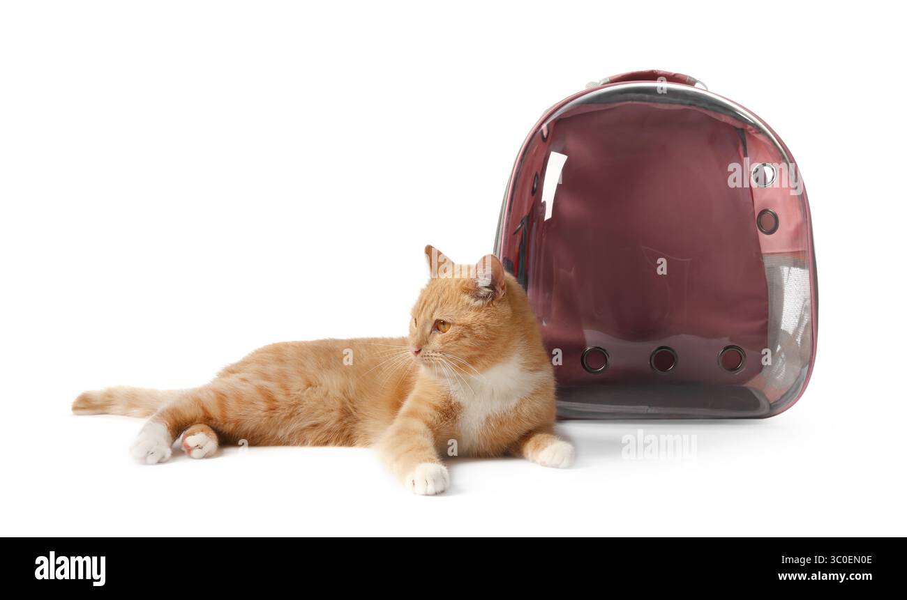 Chat mignon et sac à dos transporteur sur fond blanc Banque D'Images