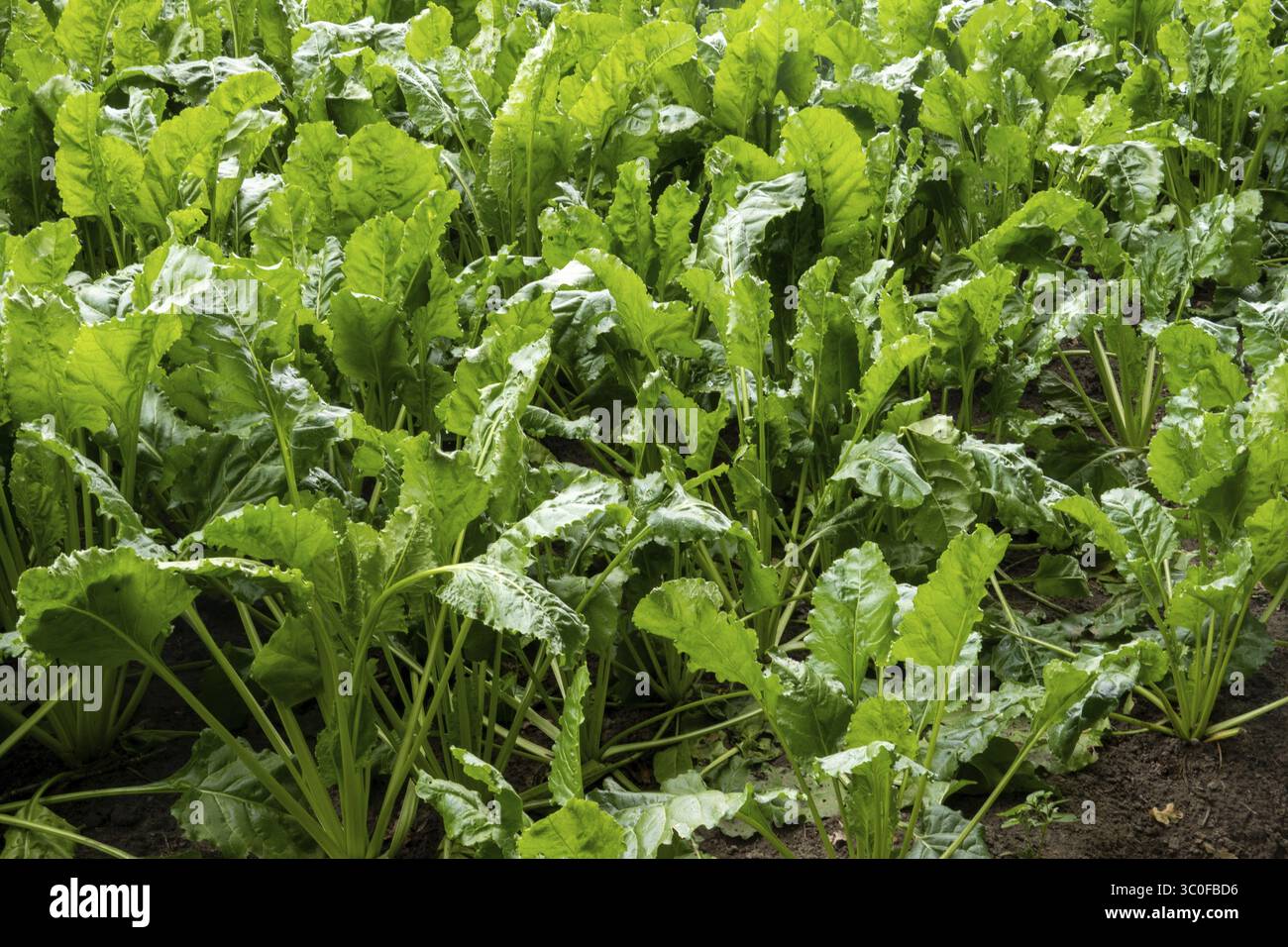 Les plantes vertes luxuriantes de betterave à sucre prospèrent dans un champ fertile, promettant une récolte abondante pour la production de sucre Banque D'Images