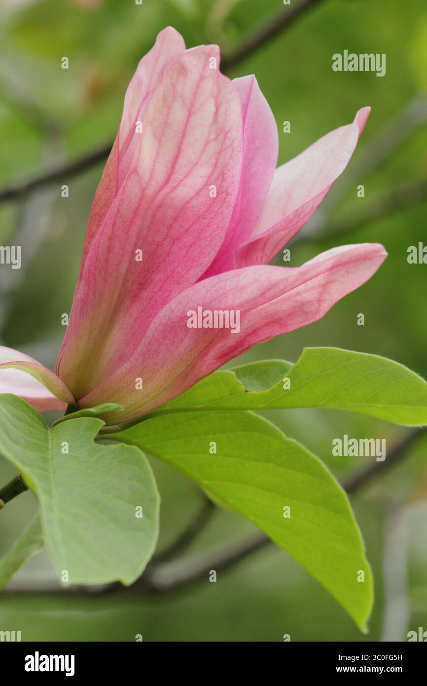 Magnolia Daybreak arbre ornemental avec fleurs roses lâches caractéristiques à la fin du printemps. ROYAUME-UNI Banque D'Images