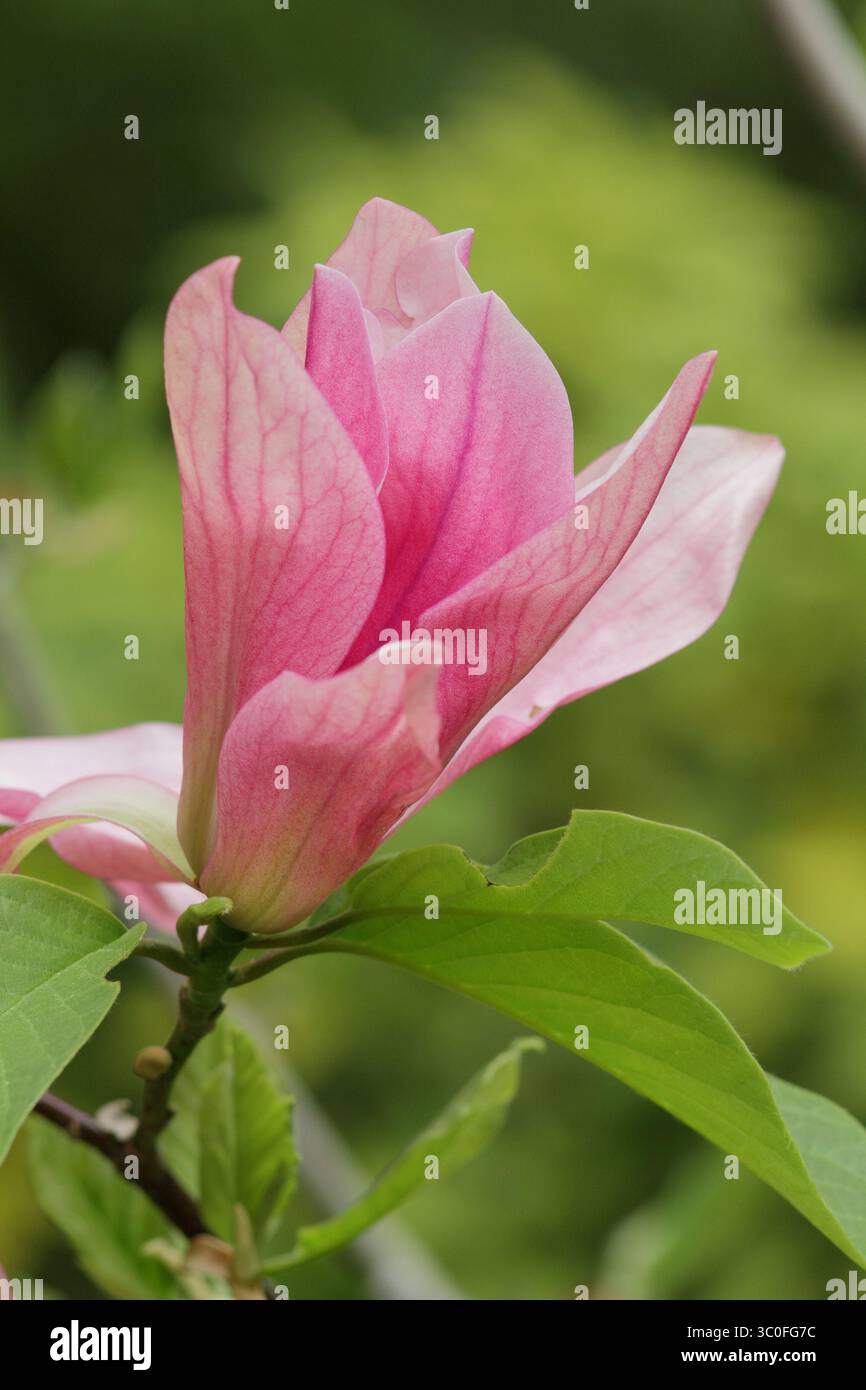 Magnolia Daybreak arbre ornemental avec fleurs roses lâches caractéristiques à la fin du printemps. ROYAUME-UNI Banque D'Images