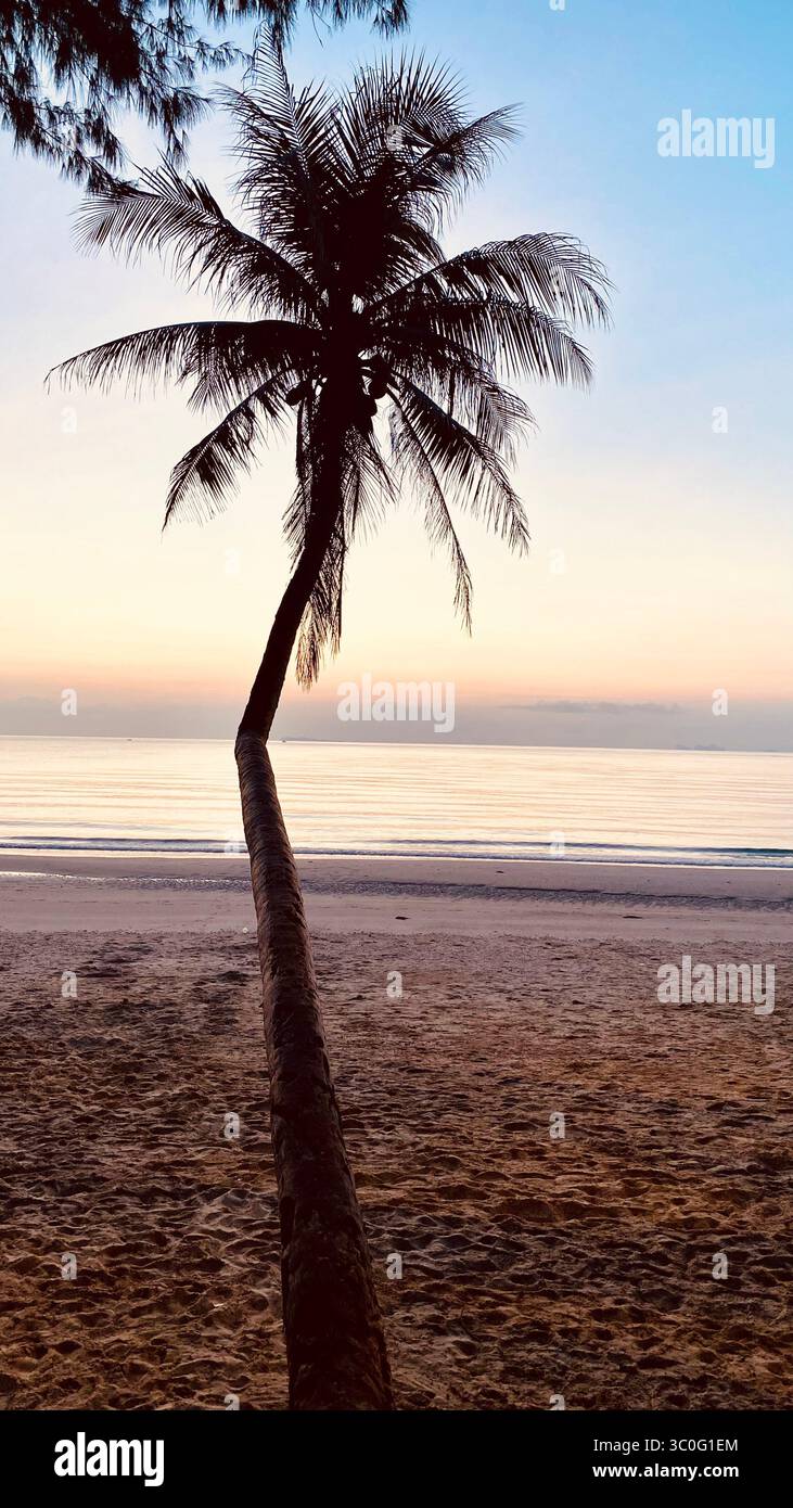 Le palmier solitaire se penche comme un rêve éveillé vers la mer pastel - une conversation tranquille entre le sable et le ciel Banque D'Images
