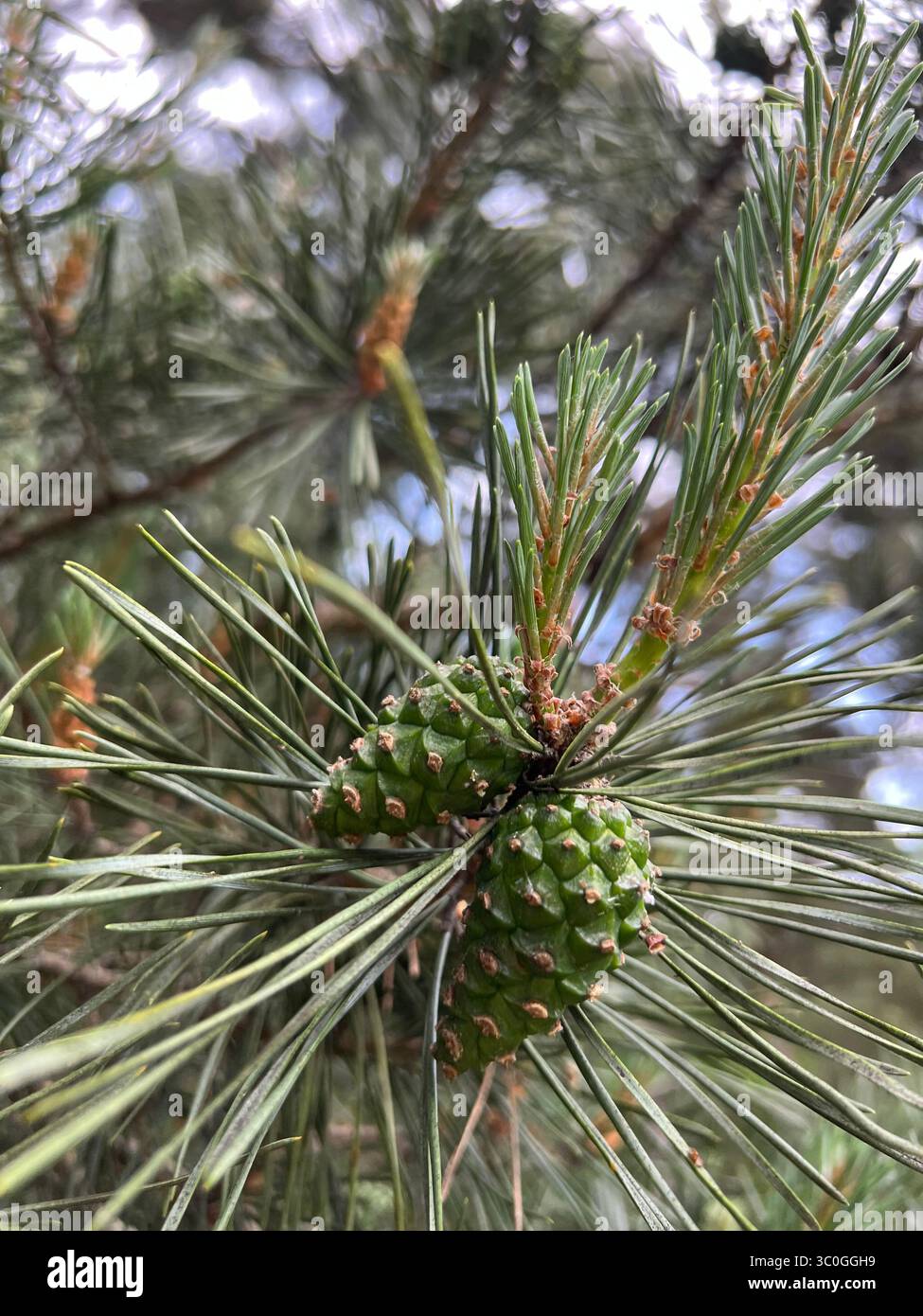 Gros plan d'aiguilles de pin vert vif et de jeunes pommes de pin en développement. Capture la beauté fraîche d'un conifère dans la nature Banque D'Images