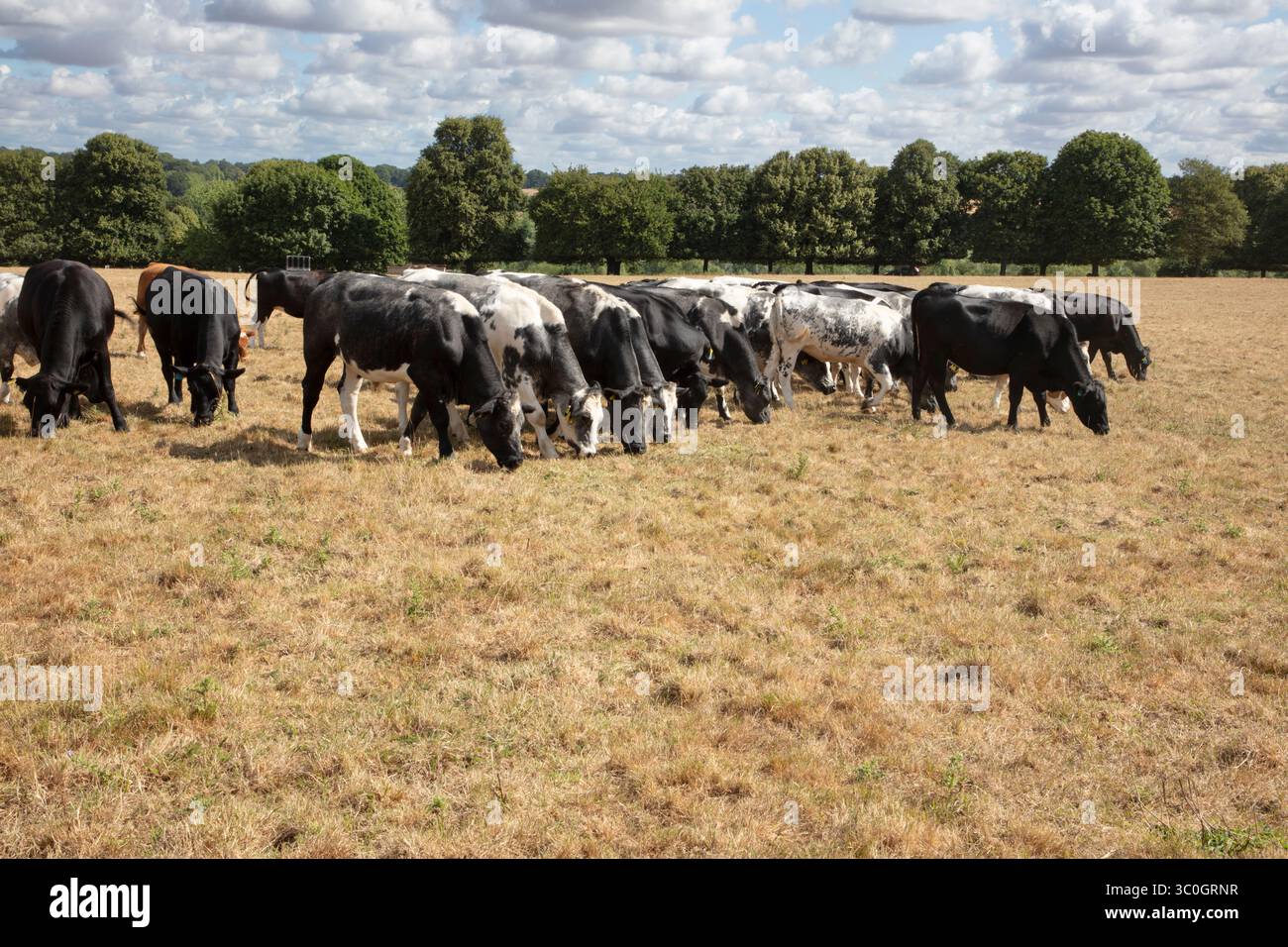 Vaches qui paissent sur de l'herbe brune sèche à la suite de la vague de chaleur estivale et de la sécheresse en juillet 2025, Hungerford Common, Hungerford, Berkshire, Angleterre, United Ki Banque D'Images