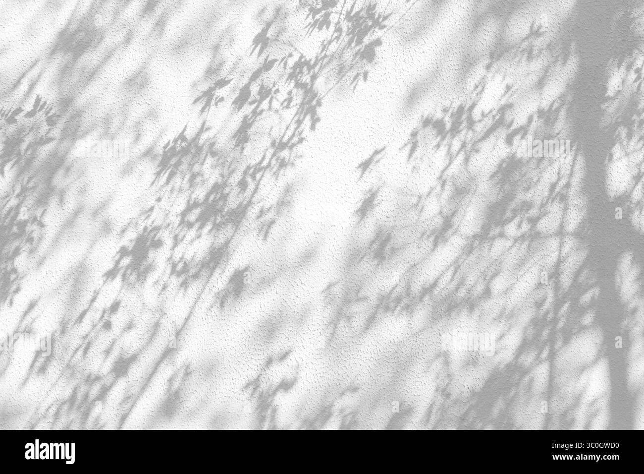 L'ombre du feuillage dense et des branches sur le mur, l'ombre sombre du feuillage dense et des branches sur le mur Banque D'Images