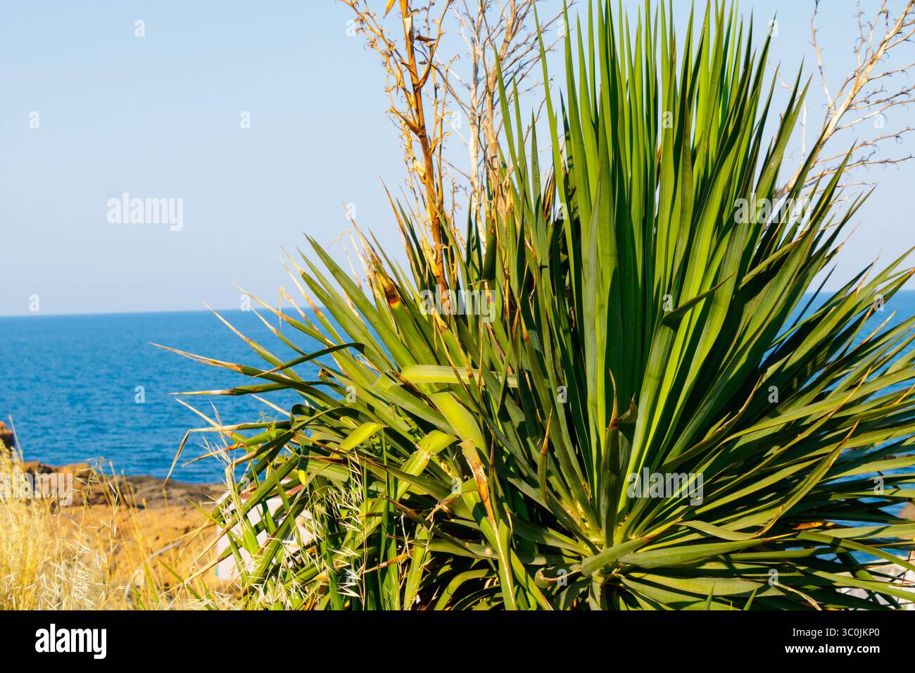 Des plantes vertes luxuriantes prospèrent près du rivage rocheux, surplombant l'océan bleu serein. Le ciel lumineux ajoute à l'atmosphère tranquille de ce loc côtier Banque D'Images