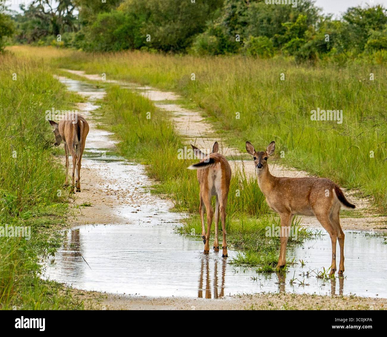 Les cerfs s'arrêtent pour l'eau après une tempête lors d'une journée de source chaude dans le parc d'État de Myakka River, en Floride Banque D'Images