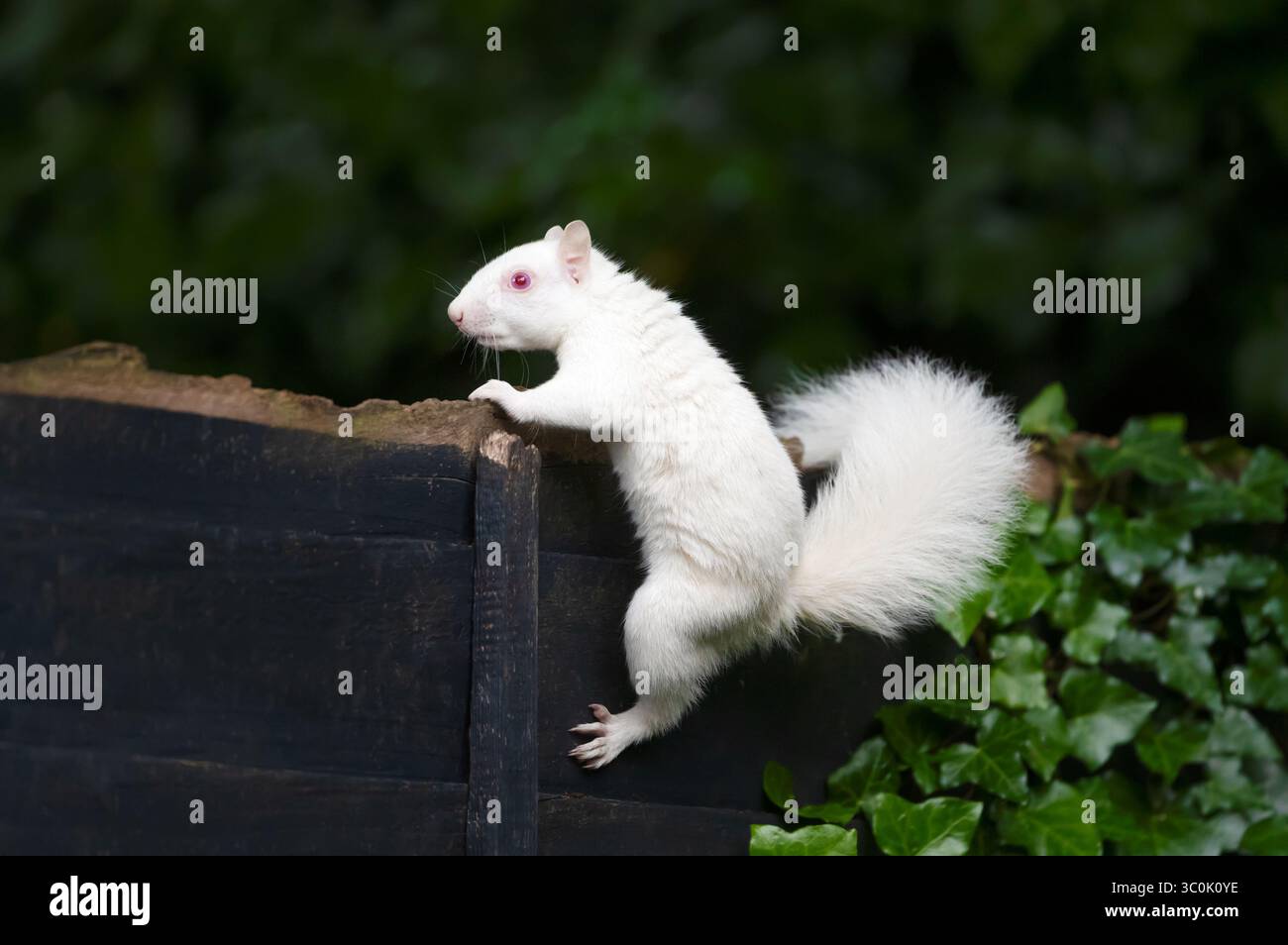 Portrait en gros plan d'un écureuil gris albinos avec une fourrure blanche et des yeux roses perché sur une clôture de jardin, Royaume-Uni. Banque D'Images