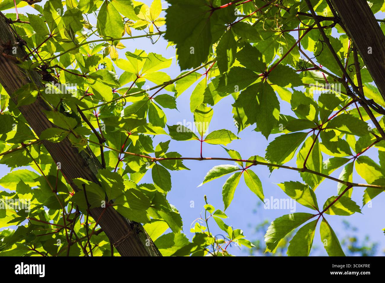 Les feuilles vert vif d'une plante de vigne entrelacent un treillis de bois sous le ciel ensoleillé, mettant en valeur la sérénité et la croissance naturelles Banque D'Images