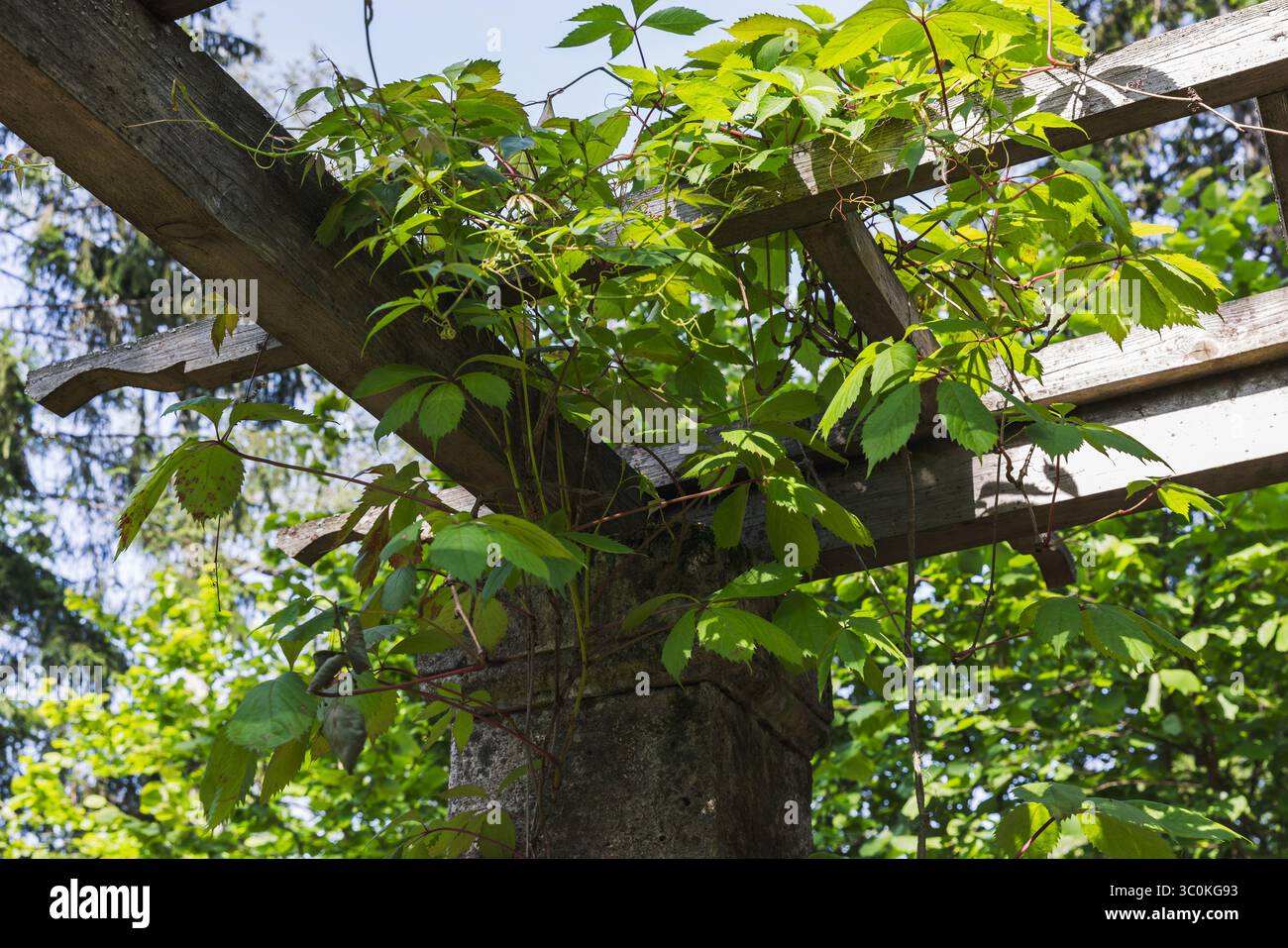 Les feuilles vert vif d'une plante de vigne entrelacent un treillis en bois dans le jardin d'été, mettant en valeur la sérénité et la croissance naturelles Banque D'Images