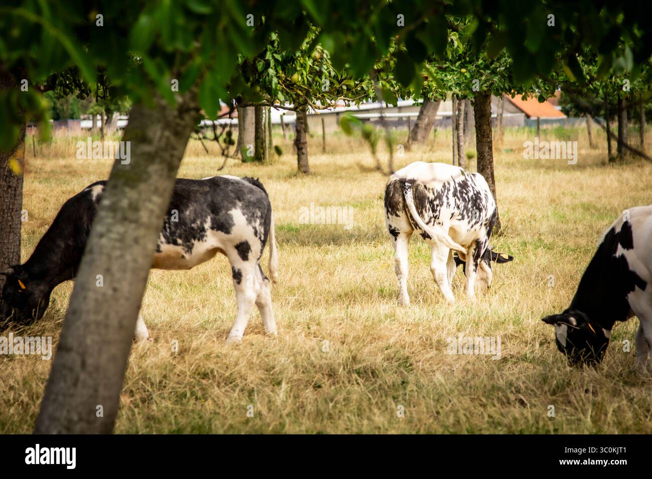 Sereines vaches laitières noires et blanches paissent paisiblement dans un verger ensoleillé, incarnant une agriculture durable et une beauté naturelle. Banque D'Images