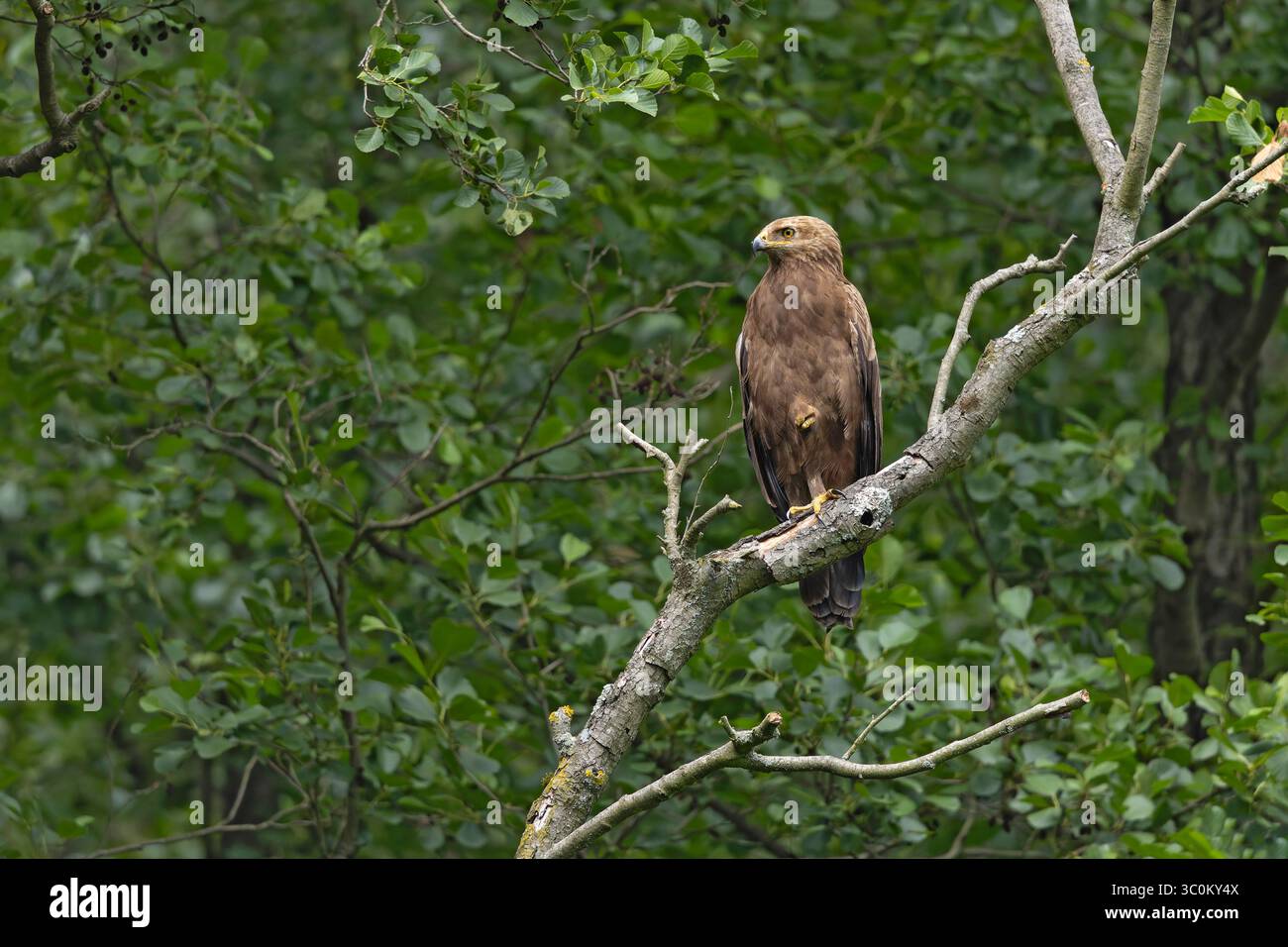 Femelle petit aigle tacheté (Clanga pomarina) perché sur une branche. Banque D'Images