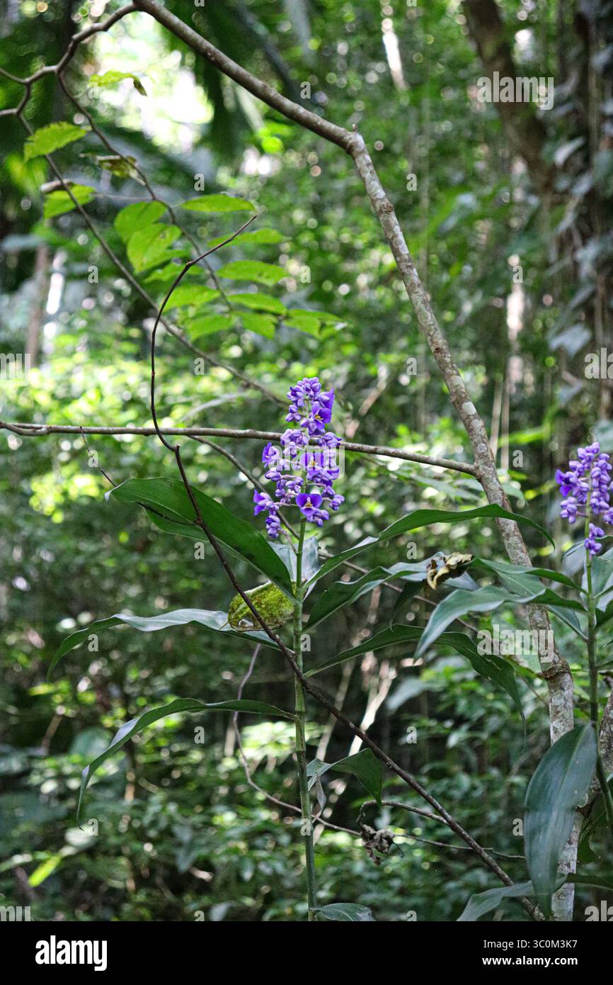 Plantez avec des tiges minces et des fleurs violettes vibrantes en grappes. Entouré d'un feuillage vert dense d'arbres et d'arbustes, créant un cadre luxuriant Banque D'Images