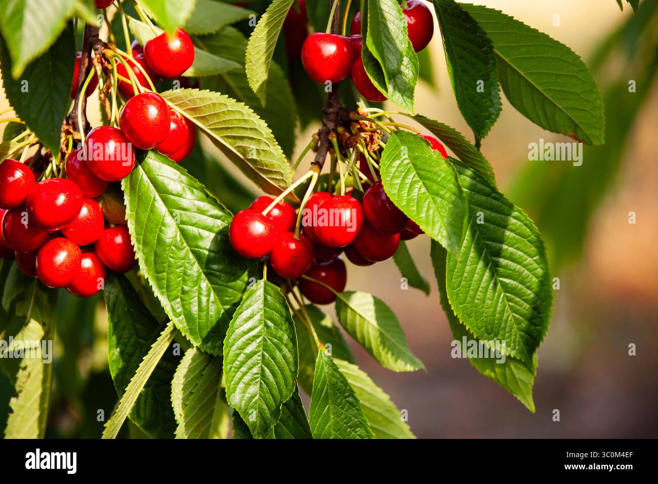 Cerises rouges mûres suspendues sur une branche d'arbre avec des feuilles vertes. Cerises juteuses poussant dans le verger d'été, nature dynamique en gros plan. Banque D'Images