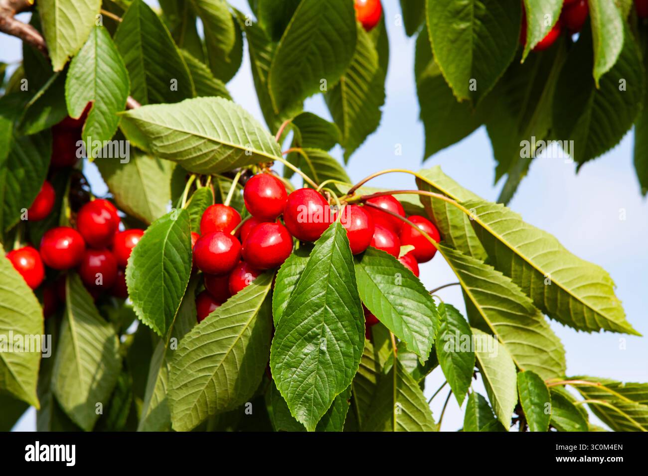 Cerises rouges mûres suspendues sur une branche d'arbre avec des feuilles vertes. Cerises juteuses poussant dans le verger d'été, nature dynamique en gros plan. Banque D'Images