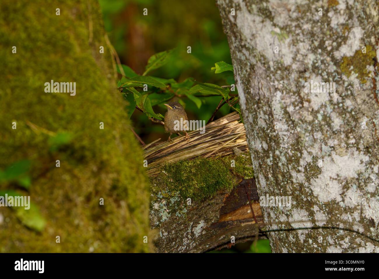 Paprastoji karietaitė Troglodytes troglodytes famille Troglodytidae genre Troglodytes bébé eurasien nain nature sauvage photographie d'oiseaux, image, wallpap Banque D'Images
