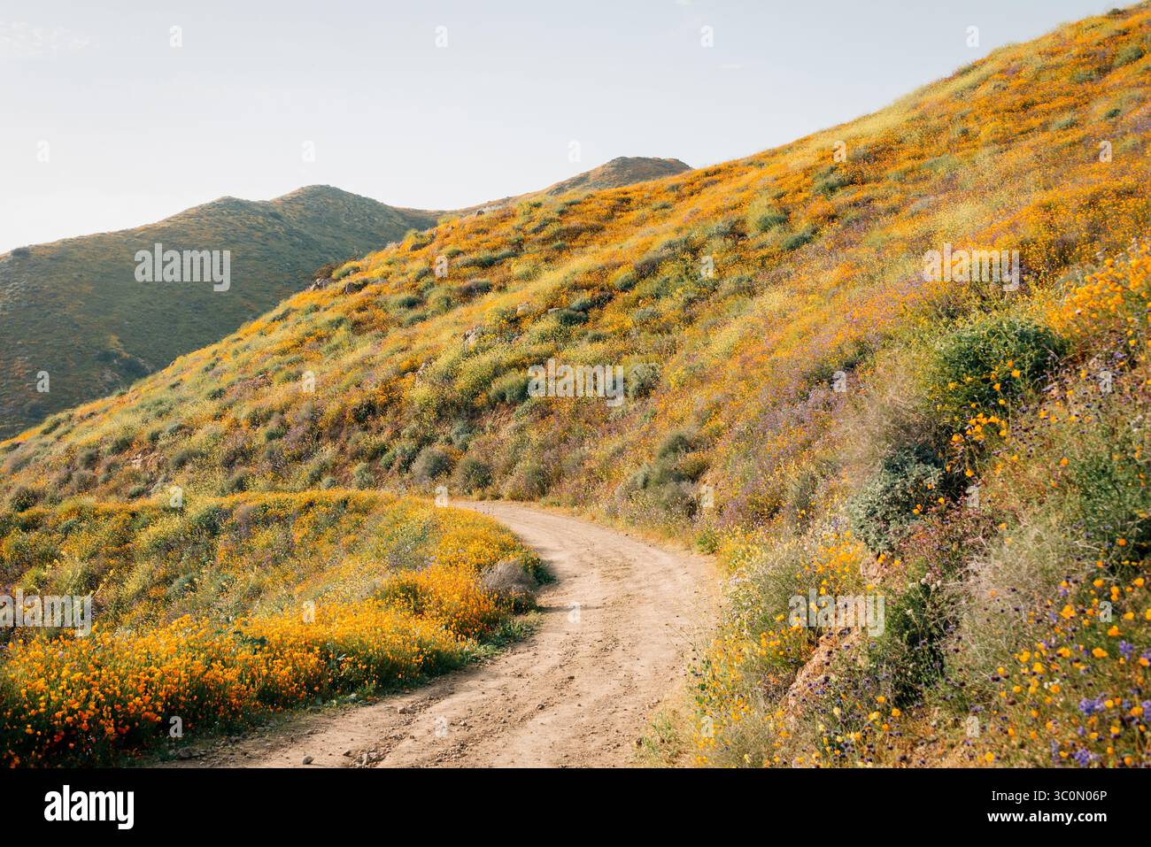 Coquelicots le long de la Walker Canyon Trail dans la région de Lake Elsinore, Californie Banque D'Images