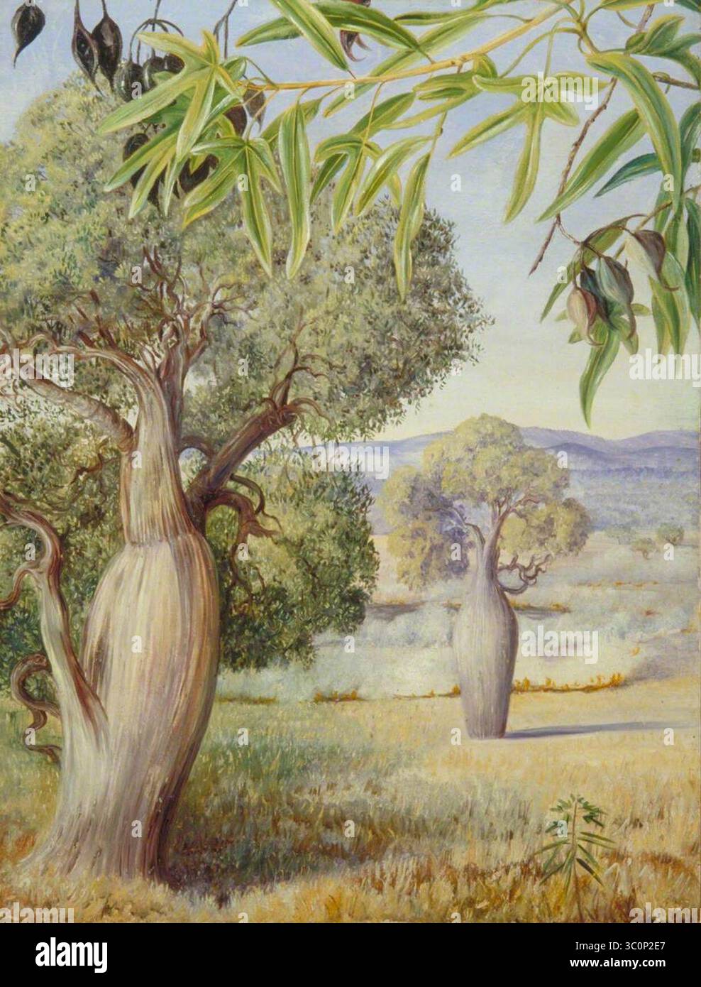 Marianne North (1830-1890) - L'arbre à bouteilles du Queensland Banque D'Images