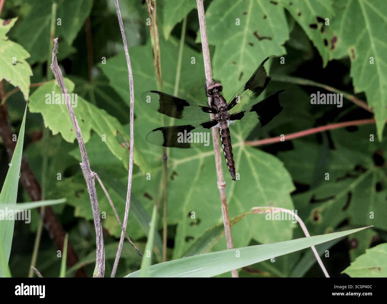 Veuve Skimmer Dragonfly sur bâton parmi les feuilles des bois Banque D'Images