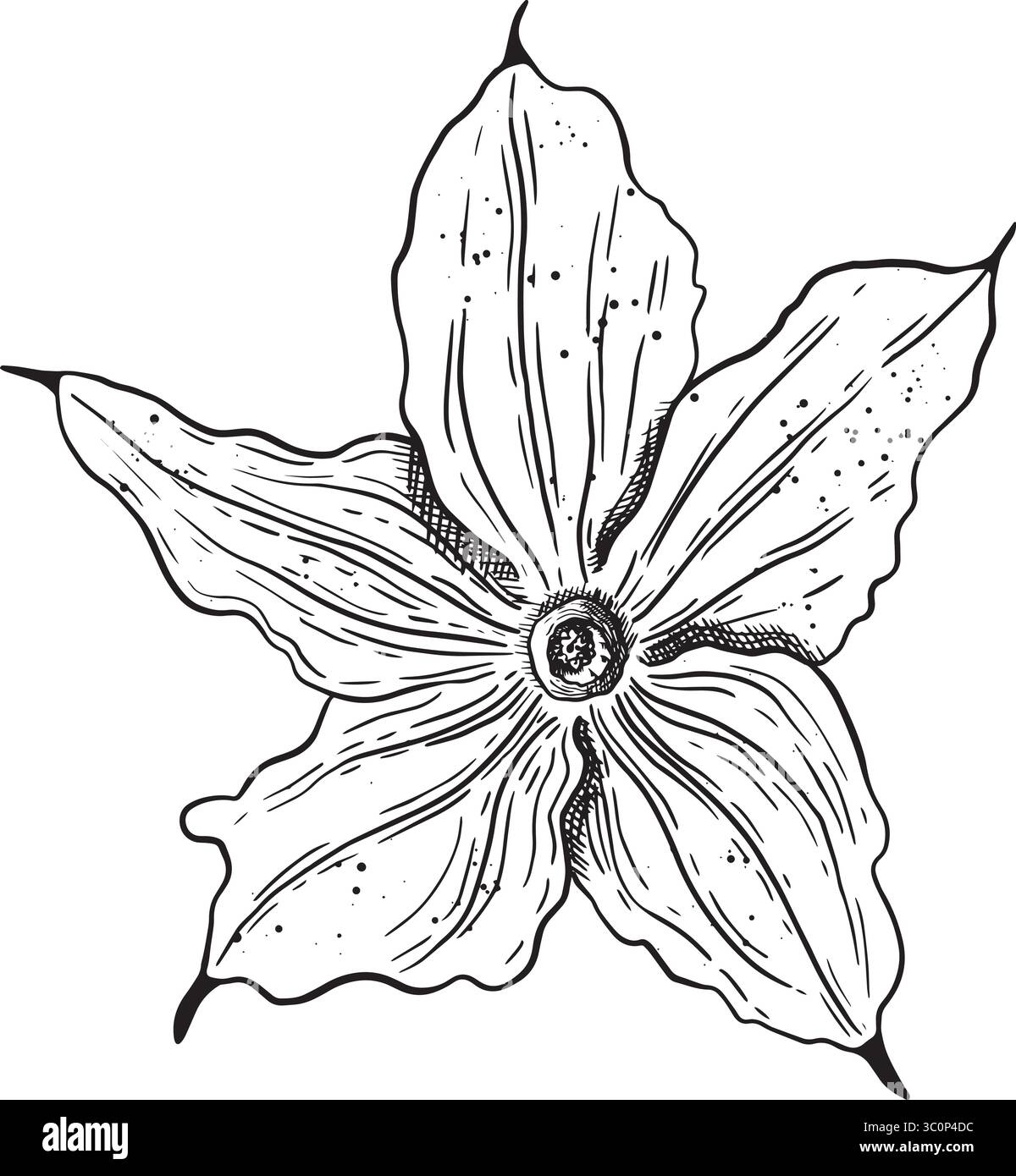 Une représentation linéaire complexe en noir et blanc d'un motif de fleur en forme d'étoile qui captive l'œil. Graphiques vectoriels en noir et blanc dessinés à la main en dessin au trait Illustration de Vecteur