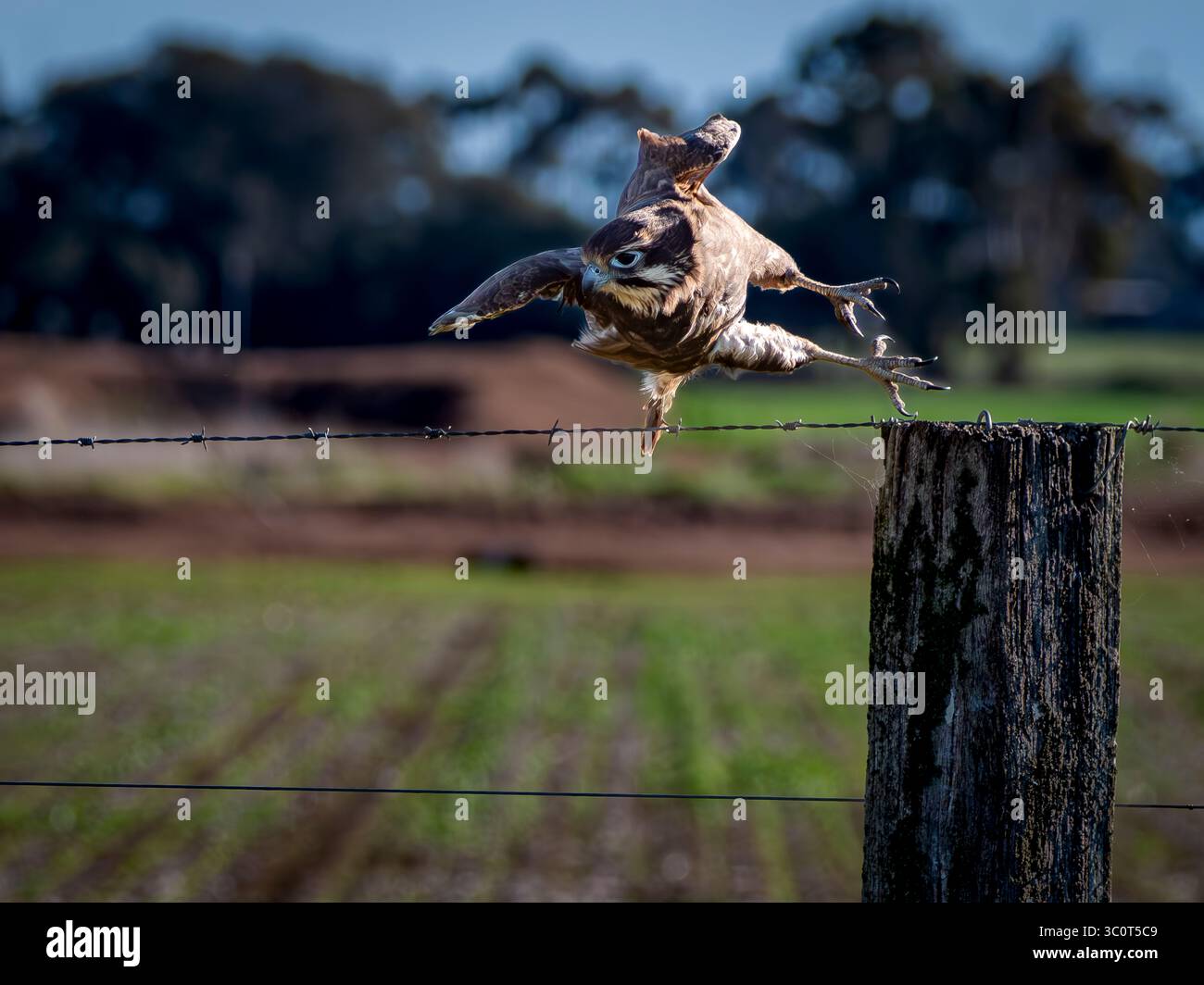 Brown Falcon sur le point de prendre son envol d'un poteau de barrière avec intensité dans son regard Banque D'Images
