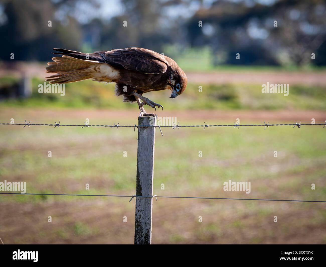 Brown Falcon sur le point de prendre son envol d'un poteau de barrière avec intensité dans son regard Banque D'Images Brown Falcon sur le point de prendre son envol d'un poteau de barrière avec intensité dans son regard Banque D'Images