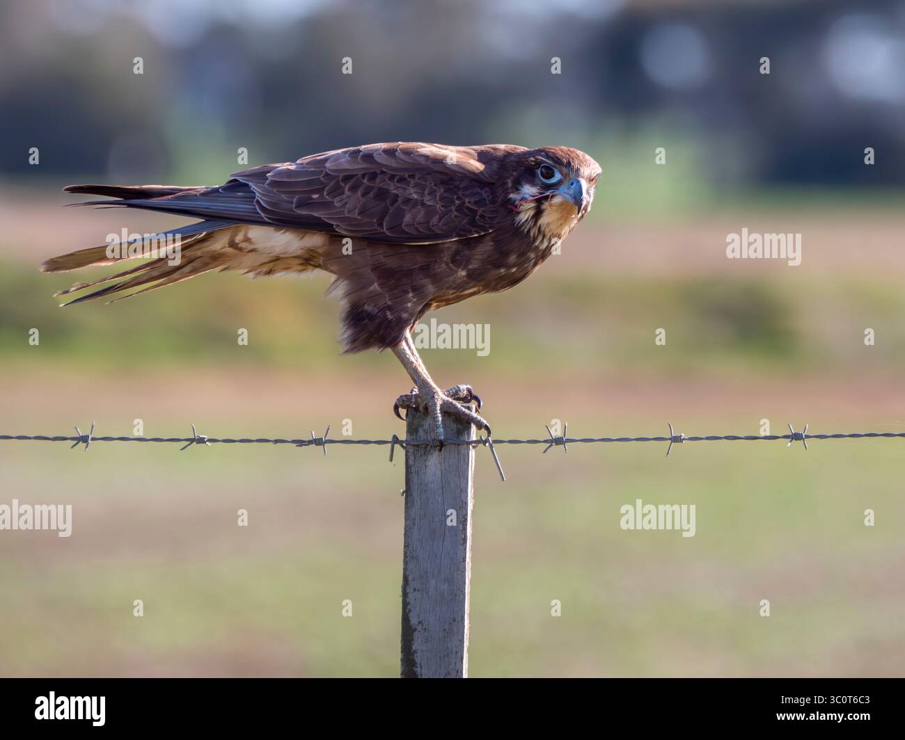 Brown Falcon sur le point de prendre son envol d'un poteau de barrière avec intensité dans son regard Banque D'Images
