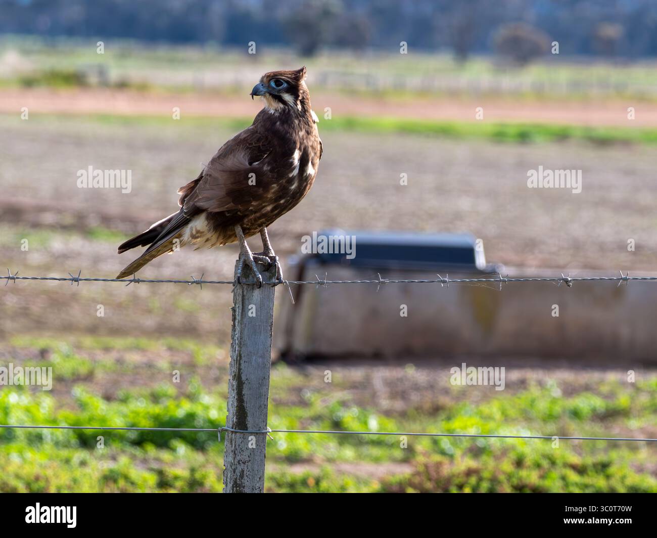Brown Falcon sur le point de prendre son envol d'un poteau de barrière avec intensité dans son regard Banque D'Images