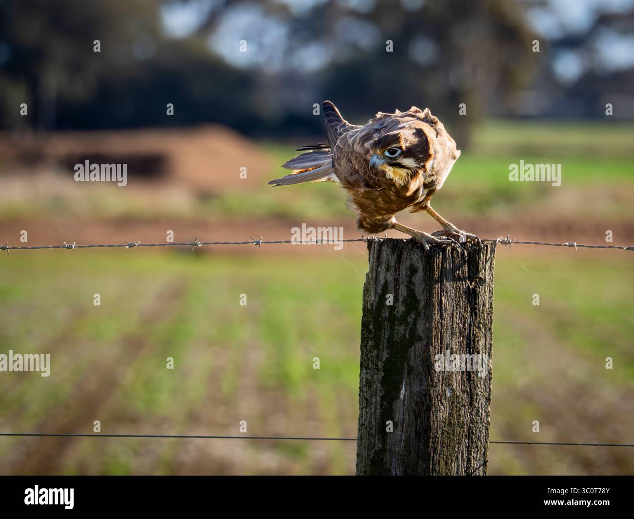 Brown Falcon sur le point de prendre son envol d'un poteau de barrière avec intensité dans son regard Banque D'Images Brown Falcon sur le point de prendre son envol d'un poteau de barrière avec intensité dans son regard Banque D'Images