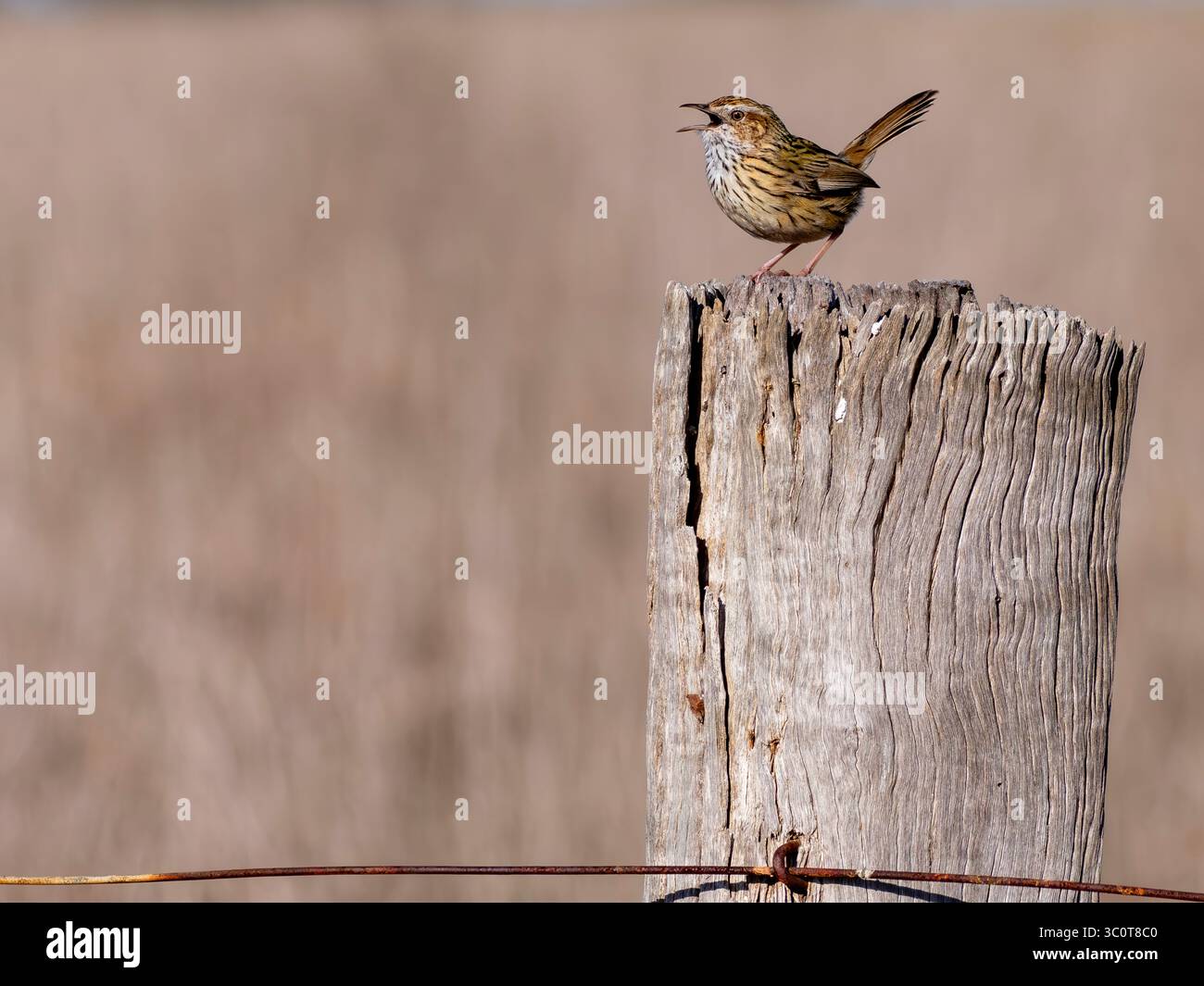 Un minuscule Fieldwren strié est assis sur un poteau de clôture en bois vieilli Banque D'Images