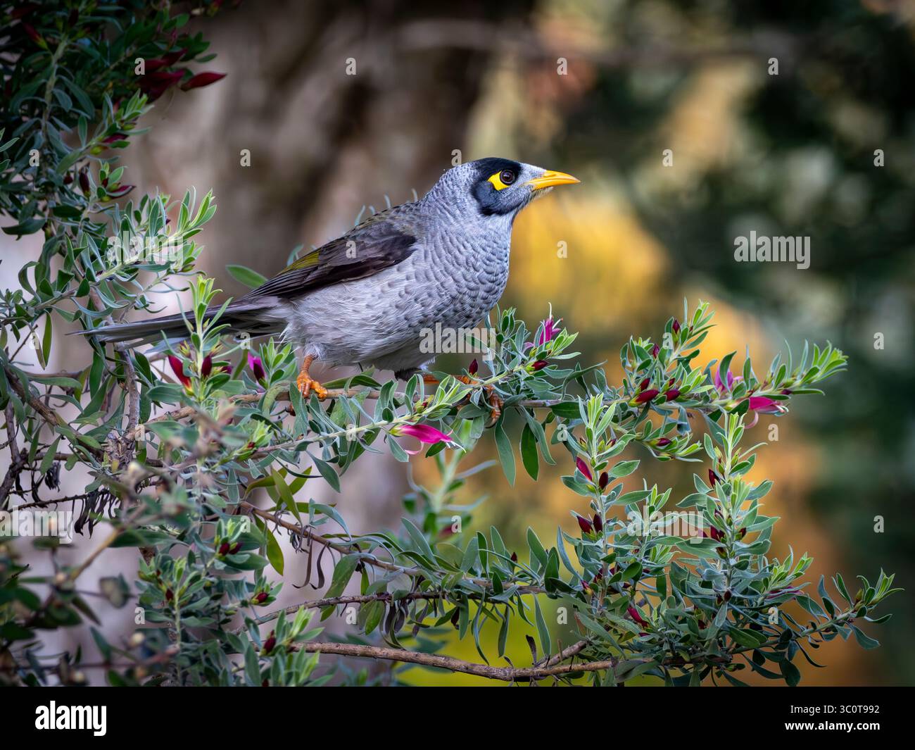 Un oiseau mineur bruyant est assis dans un buisson d'Eremophila entouré par la belle végétation de ce jardin australien Banque D'Images