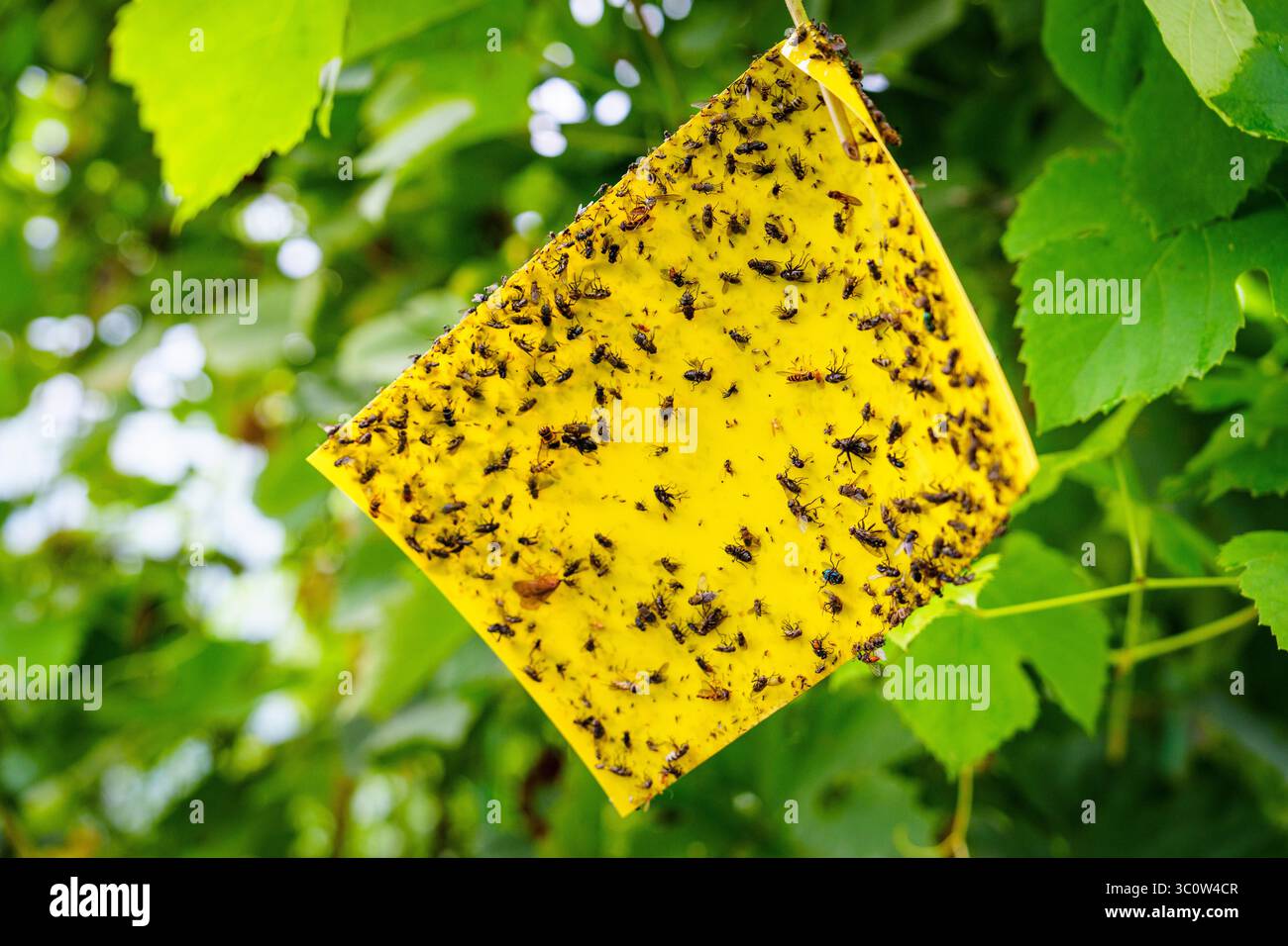 Piège adhésif jaune suspendu dans le jardin solution efficace de lutte antiparasitaire et de gestion des insectes Banque D'Images