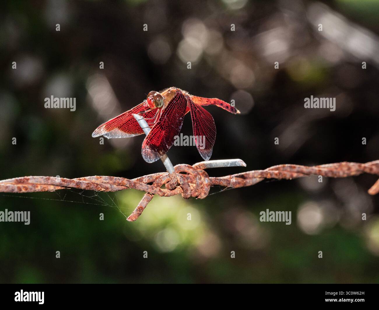 Libellule dard rouge, Neurothemis sp., alias libellule Parasol rouge à bord droit, libellule indonésienne à ailes rouges, perchée sur une clôture de fil barbelé dans da Banque D'Images