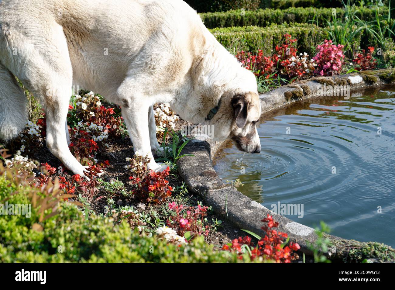 Grand chien berger kangal buvant dans un étang de jardin Banque D'Images