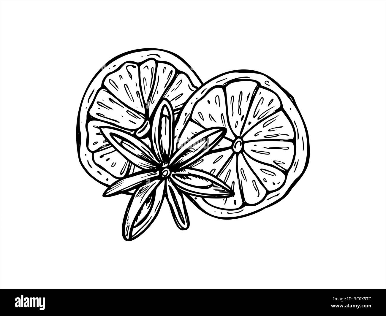 Tranches d'orange séchées, illustration monochrome vectorielle anis étoilé peinte par des encres noires. Croquis graphique de fruits aromatiques d'hiver pour l'emballage de Noël Illustration de Vecteur