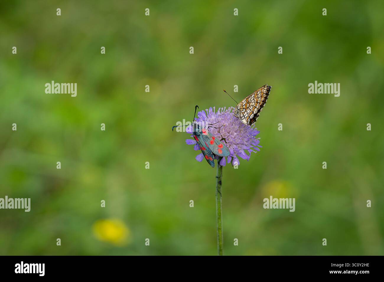 Fritillaire de bruyère (Mellicta athalia) se nourrissant d'une fleur de Scabious (Knautia arvensis). Sur la fleur a également un burnet à six taches (hors foyer). Banque D'Images