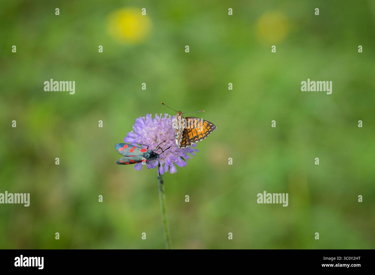 Fritillaire de bruyère (Mellicta athalia) se nourrissant d'une fleur de Scabious (Knautia arvensis). Sur la fleur a également un burnet à six taches (hors foyer). Banque D'Images