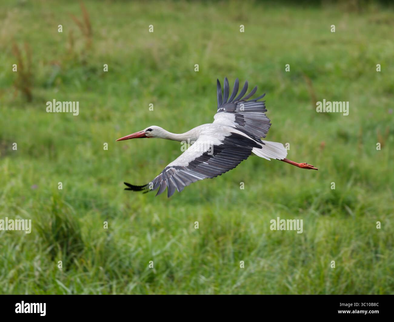 Cigogne blanche d'Europe , Ciconia ciconia volant au-dessus d'un champ vert , prairie, ailes déployées Banque D'Images