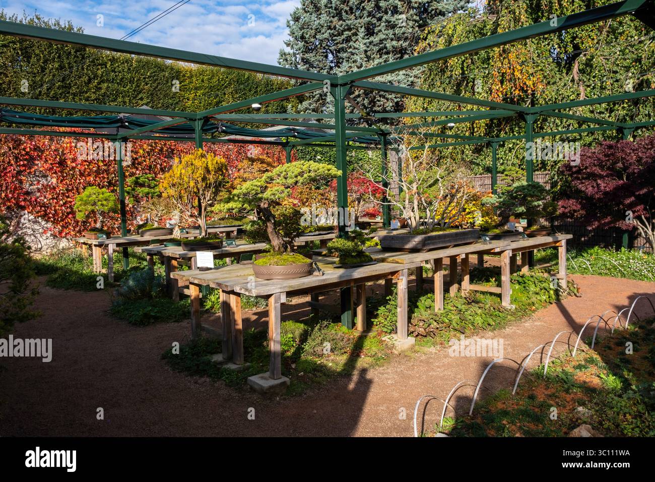 L'Arboretum de la Vallée-aux-loups à Chatenay-Malabry (région parisienne). Bonsaï dans la serre de bonsaï en automne Banque D'Images