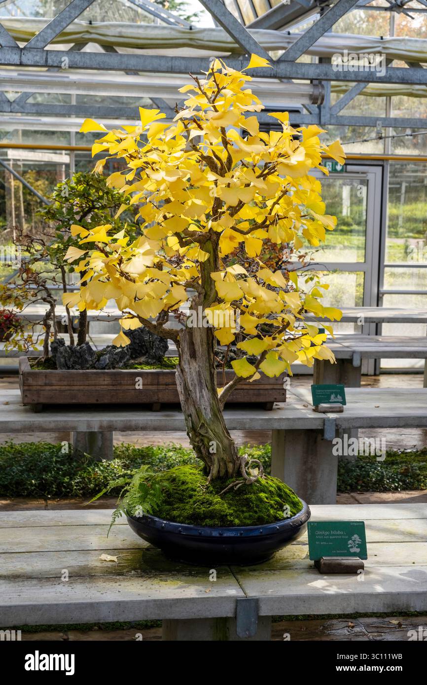 L'Arboretum de la Vallée-aux-loups à Chatenay-Malabry (région parisienne). Bonsaï dans la serre de bonsaï en automne Banque D'Images